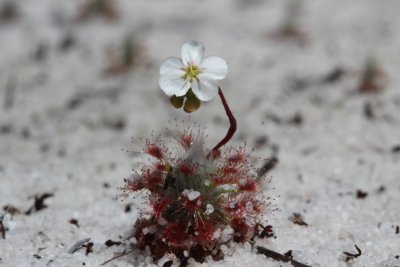 Drosera 