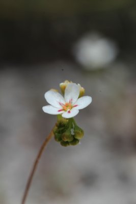 Drosera 