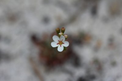 Drosera 