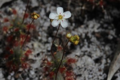 Drosera 