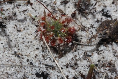 Drosera 