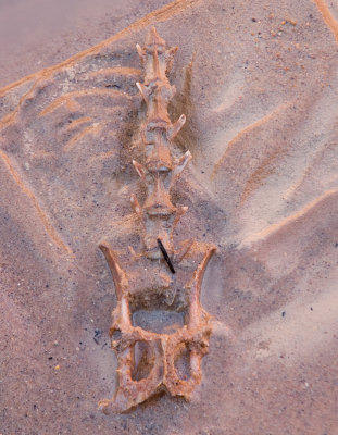 Bones in the Paria