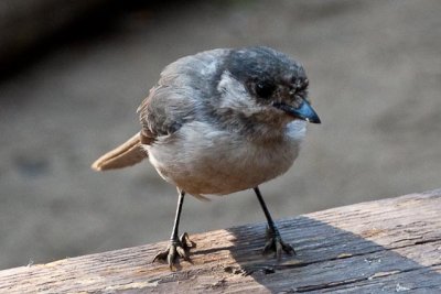 a guest at breakfast time