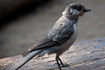 our feathered friend did not want to leave