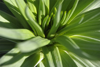 Green, Mount Annen Botanical Gardens