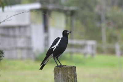 Magpie, Eagle Reach Resort