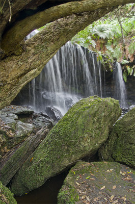 Rocks, Fitzroy Falls walking Track