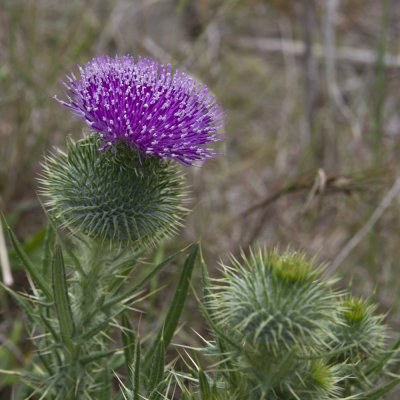 Purple Thistle, Mount Annen Botanical Gardens
