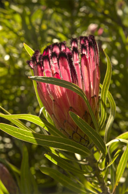 Mount Tomah Botanical Gardens