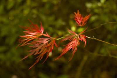 Red leafs at Mount Tomah Botanical Gardens