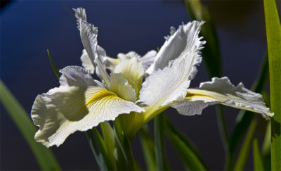 White, Mount Tomah Botanical Gardens