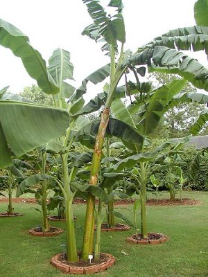 Backyard-2.jpg