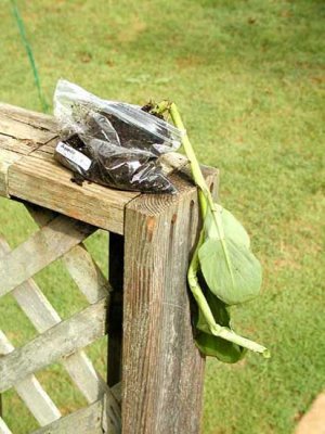Broken-Plantsmall.jpg