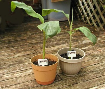 New-Plants.jpg