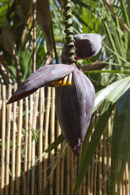 Flower 8082.jpg