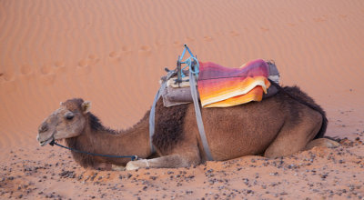 Camel 8448.jpg