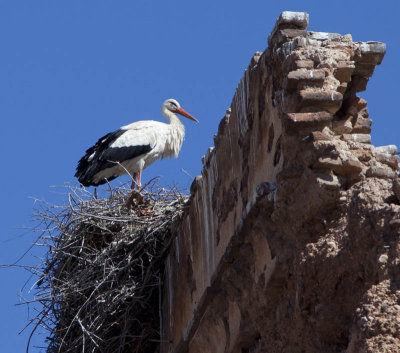 Stork Crop 8124.jpg