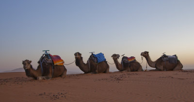  Camels 8461.jpg