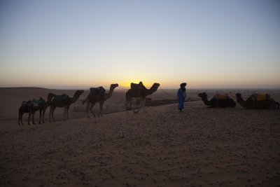 Camel Sunrise 8469.jpg