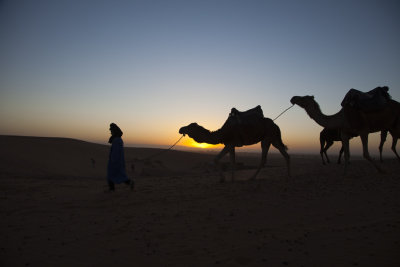 Camel Sunrise 8471.jpg