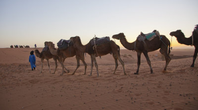 Camels 8473.jpg