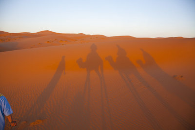 Camel Shadows 8480.jpg