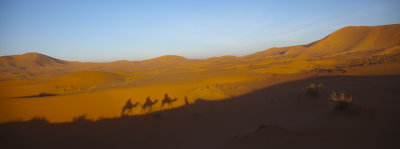 Camel Shadows 8496.jpg