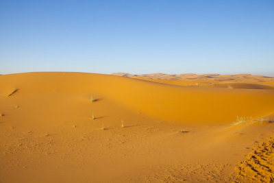 Desert Dunes 8503.jpg