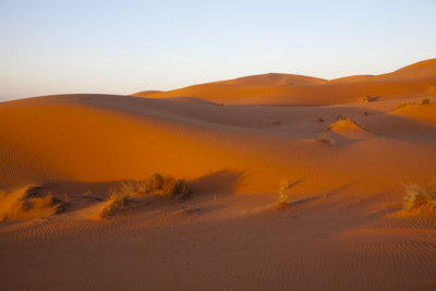 Desert Morning 8484.jpg