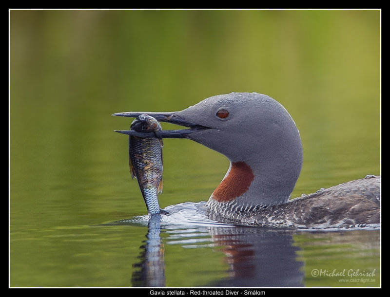 Red-throated Diver