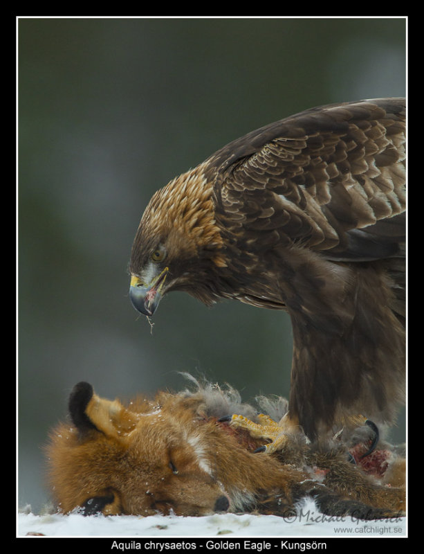 Golden Eagle