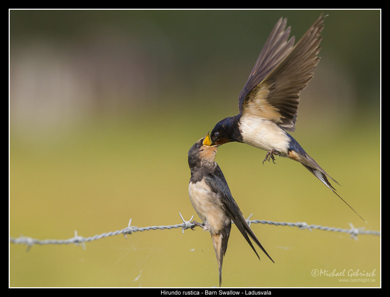 Barn Swallow