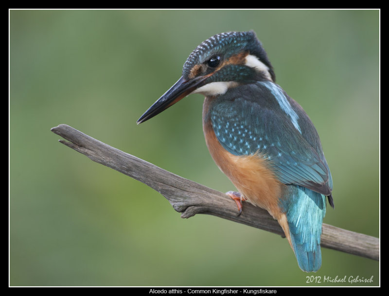 Kingfisher Closeup