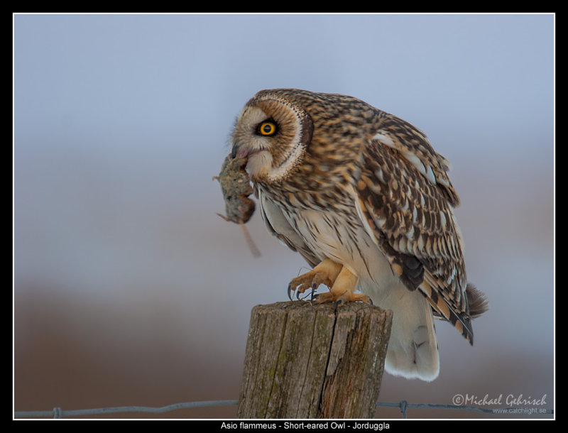 Short-eared Owl, Fredshg