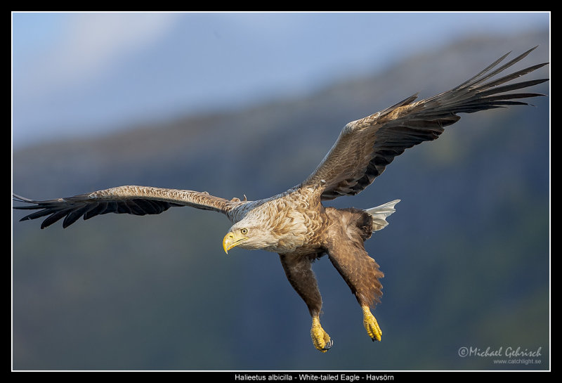 White-Tailed Eagle