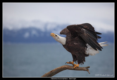 Bald Eagle vocalizing