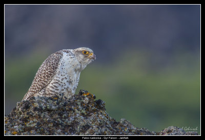Gyr Falcon (cropped), Iceland