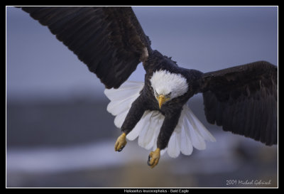 Bald Eagle, incoming...