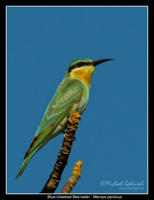 Blue-Cheeked Bee-Eater
