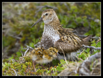 Dunlin with Chick