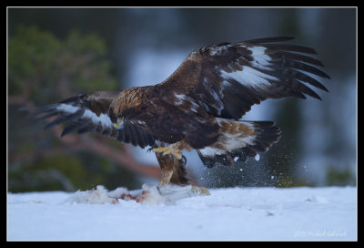 Golden Eagle