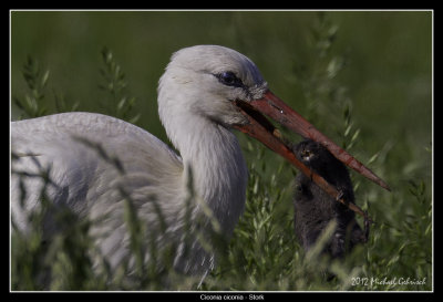 Birds of Sweden; Storks and Egrets