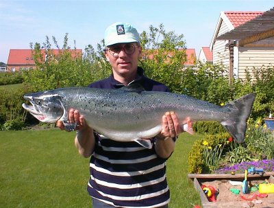 Swedish salmon