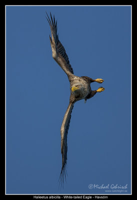 White-Tailed Eagle, Norway