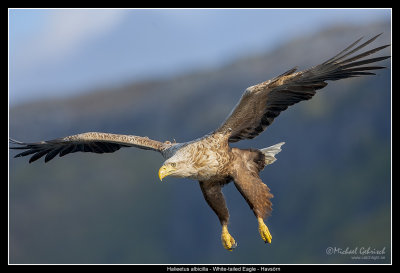 Eagles of Norway