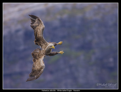 White-Tailed Eagle