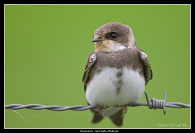 Sand Martin, Vombs ngar