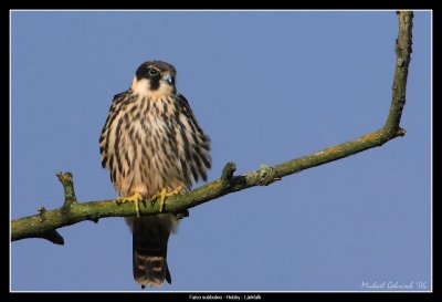 Hobby, Sjtorps Meadows