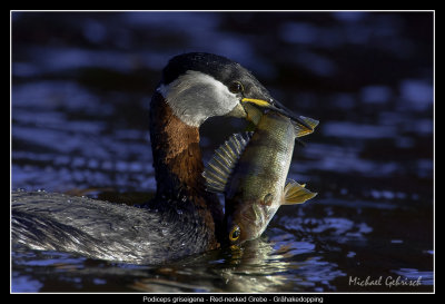 Red-necked Grebe with Perch
