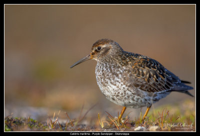 Purple Sandpiper